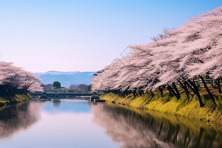 公园美丽的樱花树图片