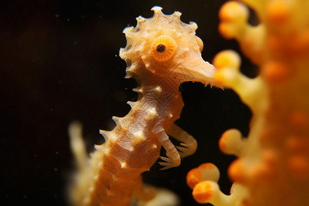 可爱的海马可爱海底小章鱼高清图片