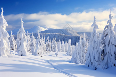 雪松树和森林美丽的冬日森林背景