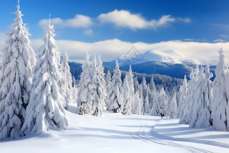 雪松树和森林冬季户外的雪景背景