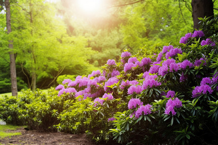 公园的杜鹃花图片