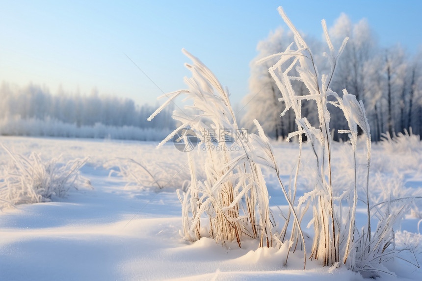 白雪皑皑的雪地图片