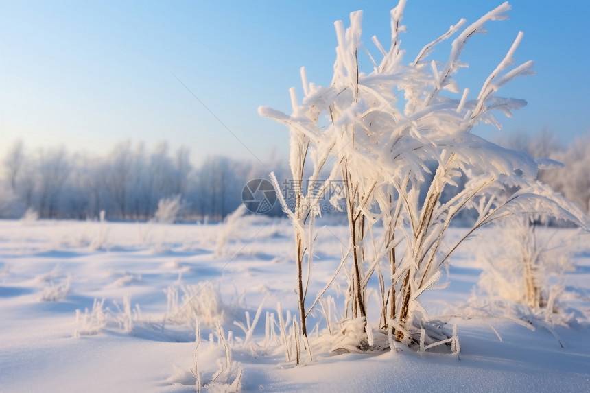 寒冷的雪地图片