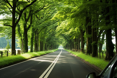 夏季森林大道的美丽景观图片