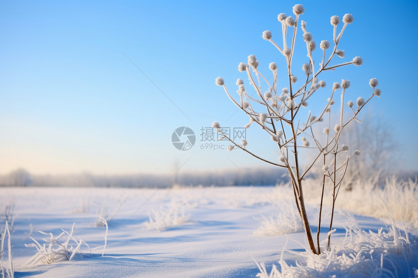 白茫茫的雪地图片