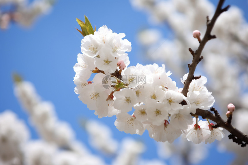 白色的杏花图片