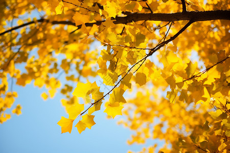 黄色的银杏树叶背景图片