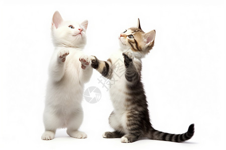 猫打架玩耍的小白猫背景