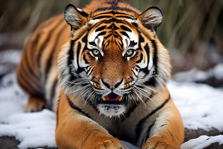 圆眼的老虎野兽之眼高清图片