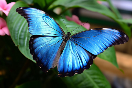 闪亮的蝴蝶背景图片