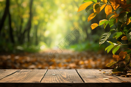 秋天公园木板凳森林的秋天设计图片