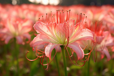 淡红色的鲜花高清图片