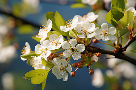 淡雅的梨花背景图片