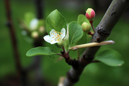 翠绿的苹果花高清图片