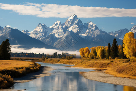 白杨树素材荒野的自然美景背景