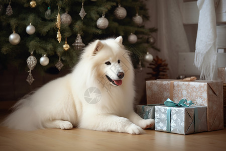 圣诞树旁的萨摩耶犬图片