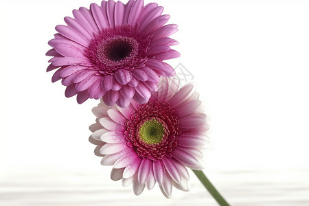 粉色的非洲菊花图片