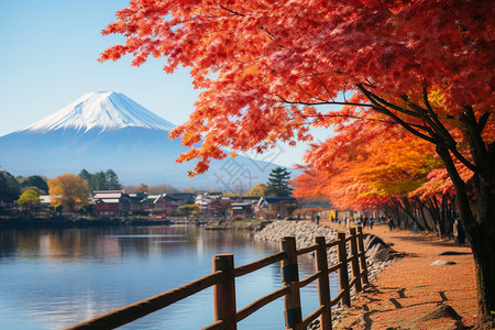 富士山红叶秋天的美景背景