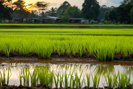 郁郁葱葱的农村水稻田图片