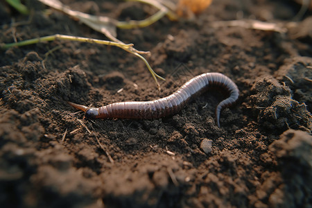 蚯蚓蠕动自然动物学高清图片