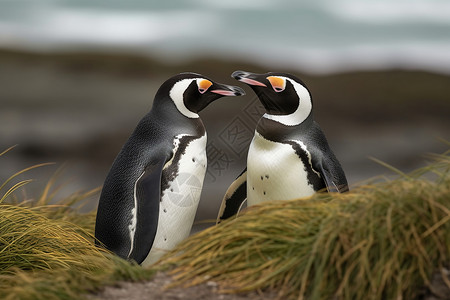 可爱的企鹅企鹅栖息地高清图片