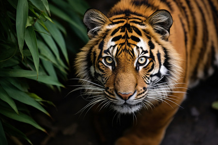 强者联盟在丛林里生活的老虎背景