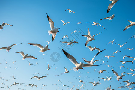 鸟群生活背景图片