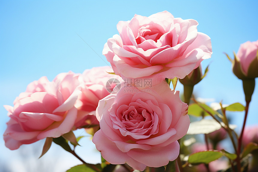 粉红色的玫瑰图片