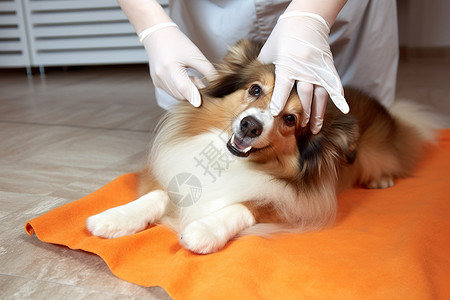 宠物 看病正在被检查的柯利犬背景