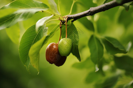 夏季成熟的枣树高清图片