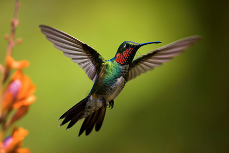 热带雨林中的蜂鸟背景图片