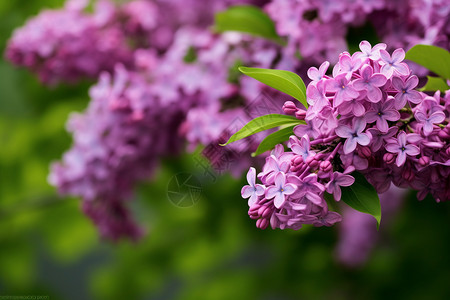夏季盛开的紫丁香图片