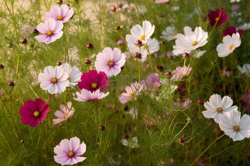 好看的花图片