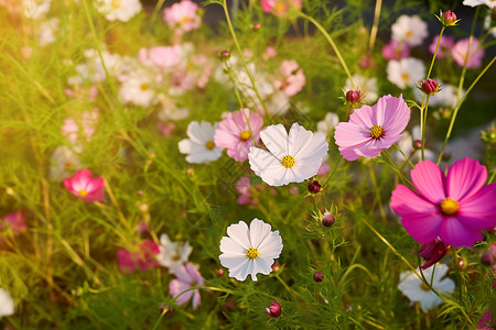 田野的花图片