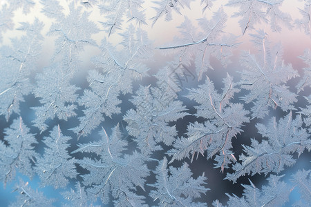 冰冻叶子雪花的结晶设计图片