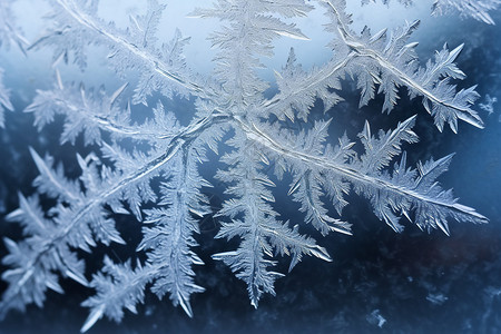 严寒天气美丽的冰霜设计图片