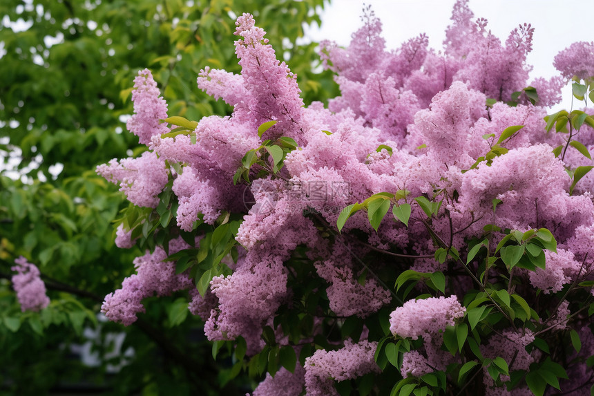 盛开的紫丁香图片