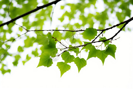 春季绿油油的树叶背景图片