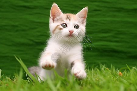 可爱的动物有趣的小猫高清图片