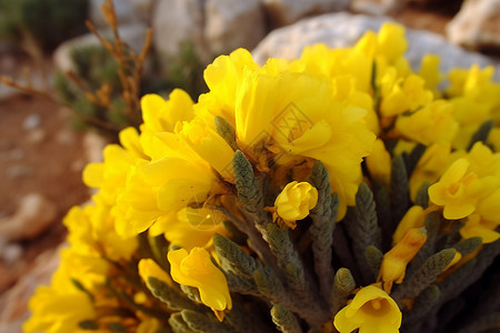 荒野上的黄色花朵背景图片