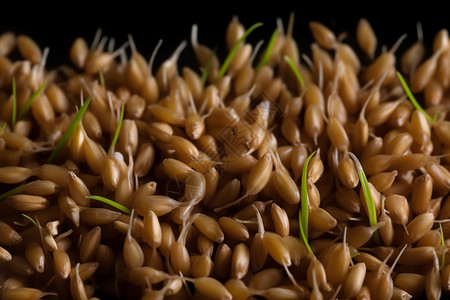 发芽的小麦背景图片
