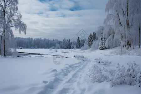 冬季的森林美丽的雪松高清图片
