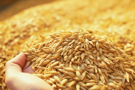 小麦的籽粒籽粒饱满高清图片