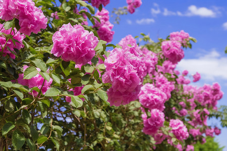 粉红的玫瑰花背景图片