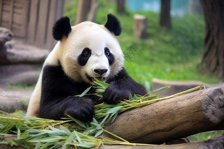 食竹笋大熊猫动物园中的大熊猫背景