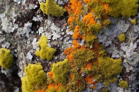 彩色植被彩色纹理图像苔藓石背景