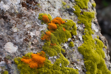 橙色地衣火山岩上的地环背景