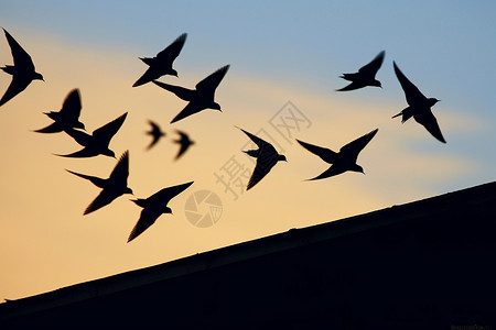 一群燕子飞过屋顶背景图片