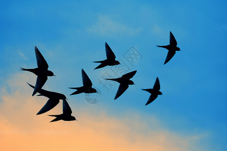 天上飞的燕子图片