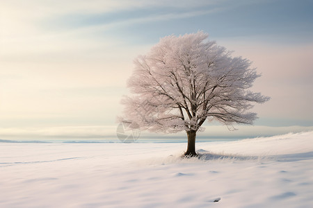 美丽的雪松美丽的雪松高清图片